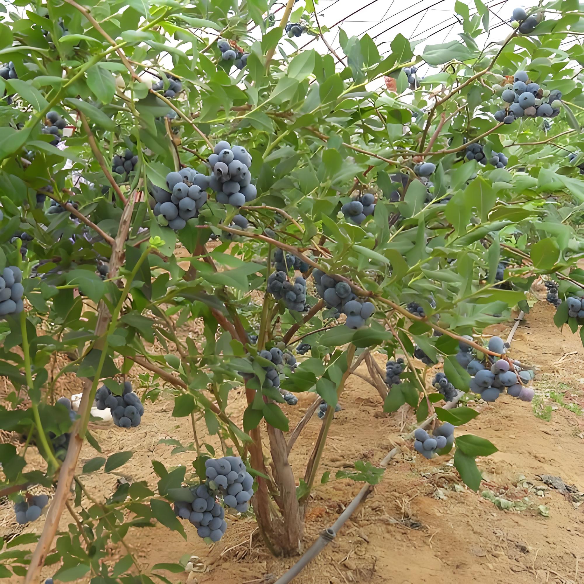 蓝莓施肥时间和方法(蓝莓施肥方案 蓝莓吧)