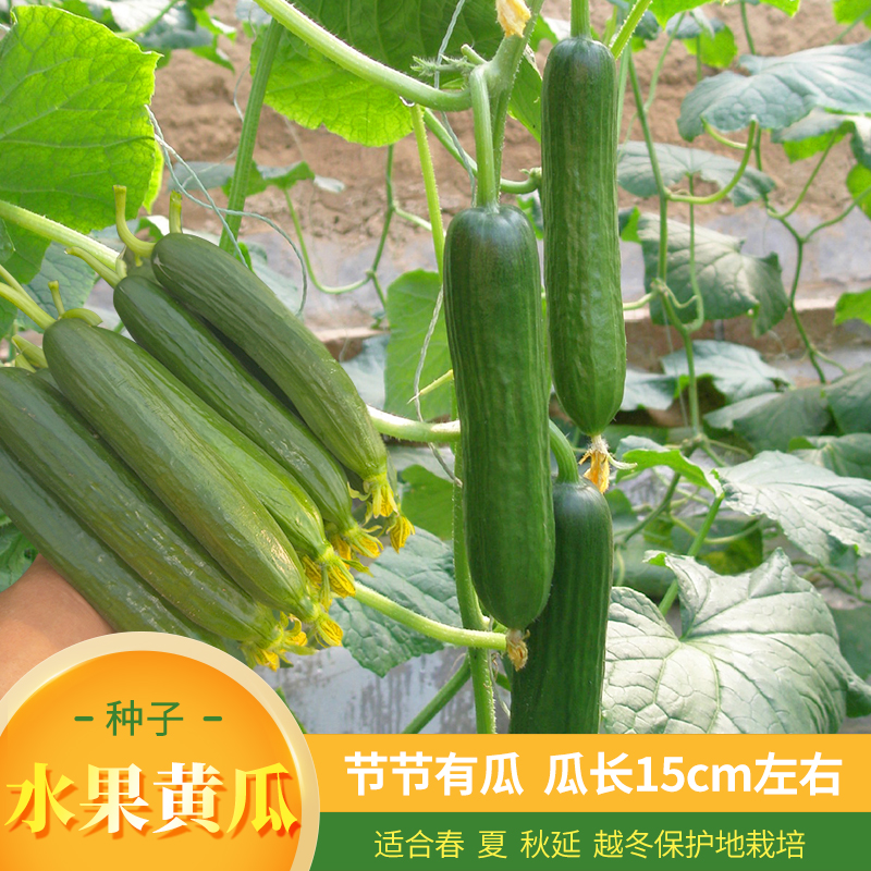 荷兰瓜种植时间(荷兰瓜管理注意事项)