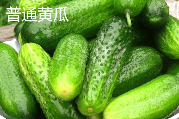 荷兰瓜种植时间(荷兰瓜管理注意事项)