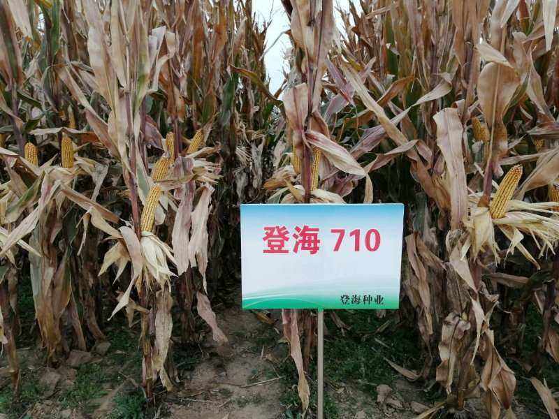 关于隔年的玉米种子第二年能种吗的信息