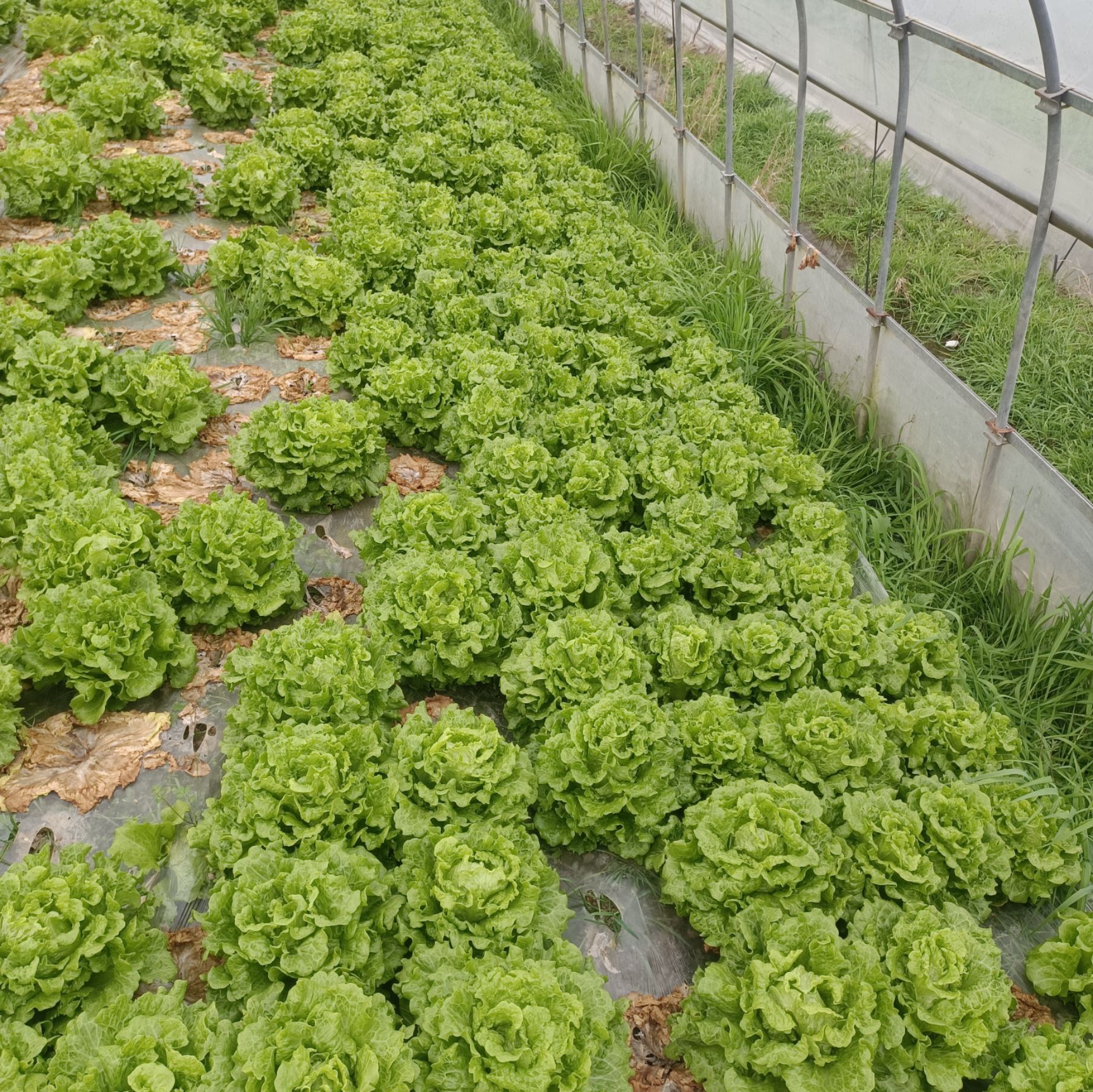 意大利生菜种植(意大利生菜种植时间和方法)