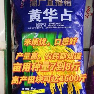 水稻品种黄华占(常规稻品种黄华占)