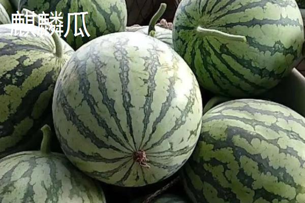 西瓜品种有哪些(西瓜品种排行榜前十名)