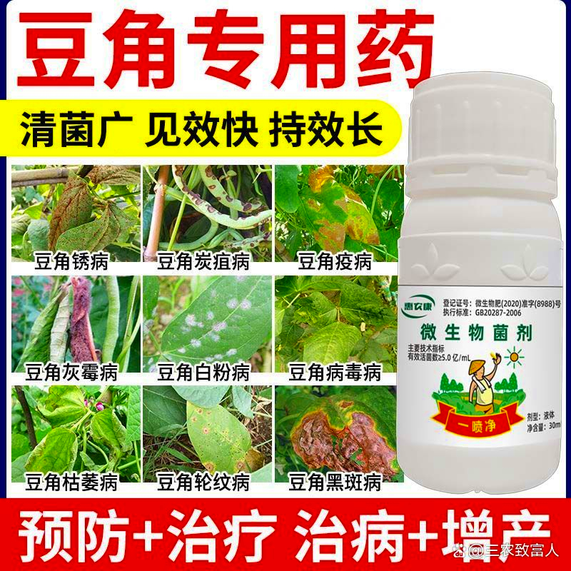 地豆角种植时间和方法(地豆角种植时间和方法十枫)