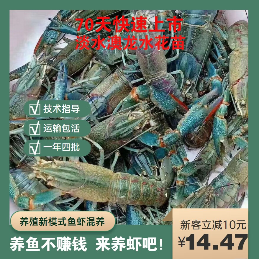 淡水澳洲龙虾养殖方法(淡水养殖澳洲龙虾实用技术)