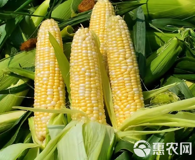太阳花甜玉米种植方法(太阳花甜玉米种植方法图解)