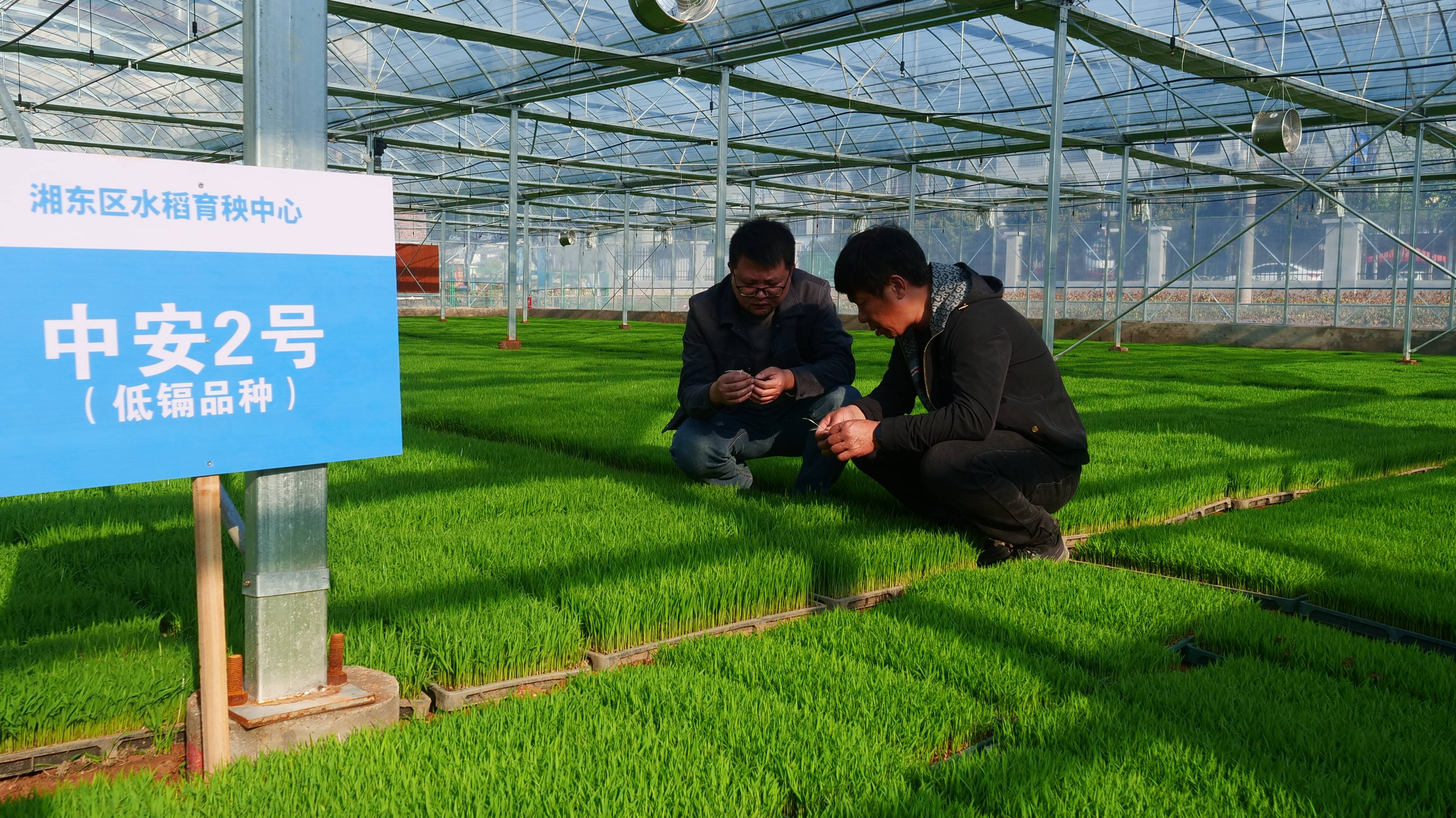 现代化水稻种植技术(现代化水稻种植技术无人机)