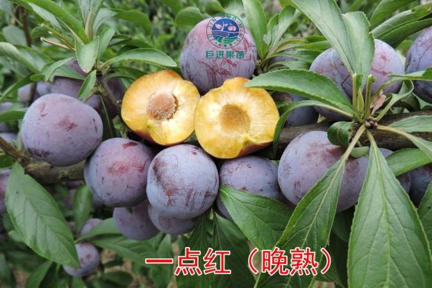李子树栽培技术(李子树栽培技术与管理)