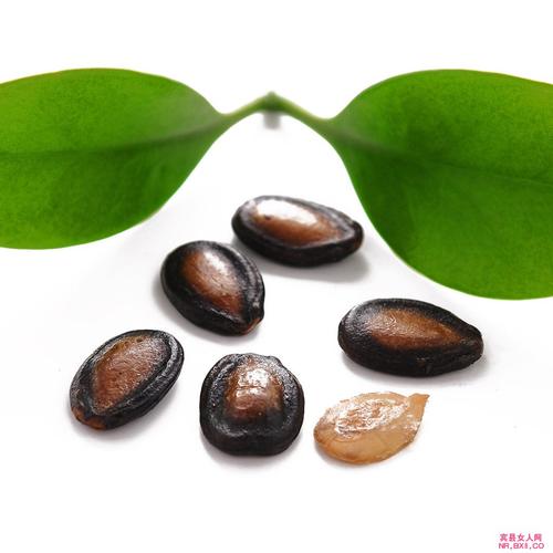 包含西瓜种子是什么形状什么特征的词条
