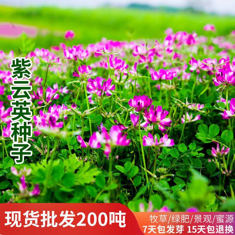 草花种子好养活的品种(草花种子好养活的品种图片)