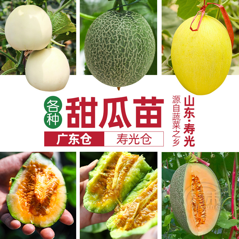 香瓜种子怎么培育(苦瓜种子怎么种植方法)