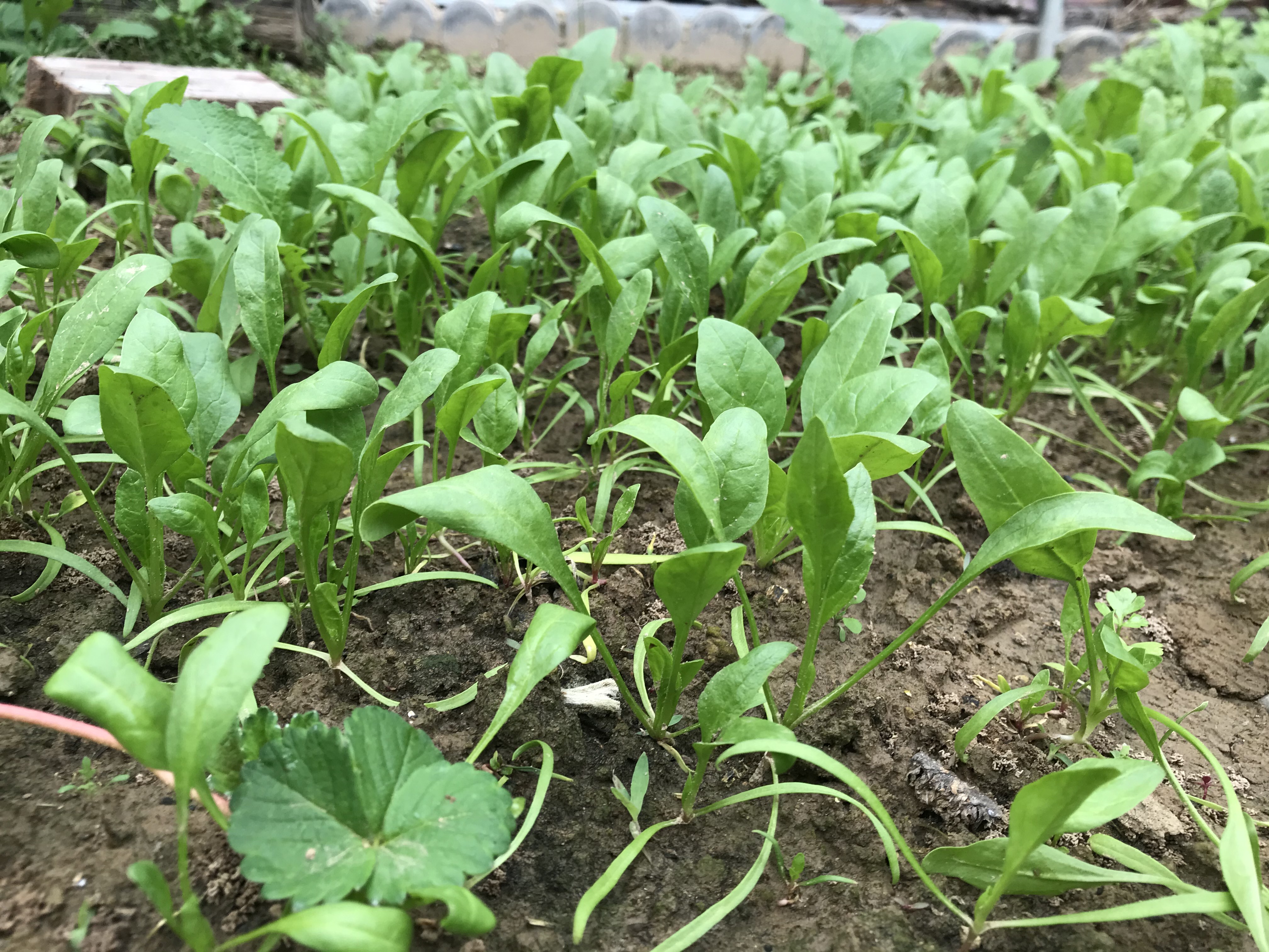 冬菠菜几月种(入冬菠菜应该啥时种)