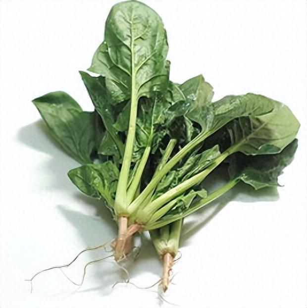 冬菠菜几月种(入冬菠菜应该啥时种)