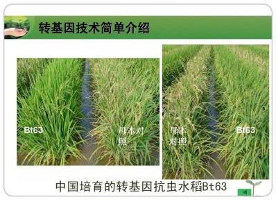转基因的玉米可以种吗(转基因种植的玉米种子可以种吗?)