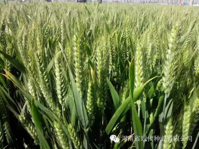 河南小麦品种大全(河南小麦品种大全介绍)