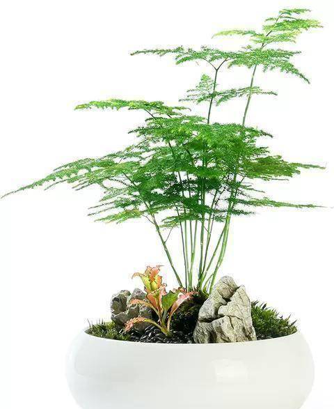 文竹是哪一种繁殖方法(文竹是属于哪一种繁殖方法)