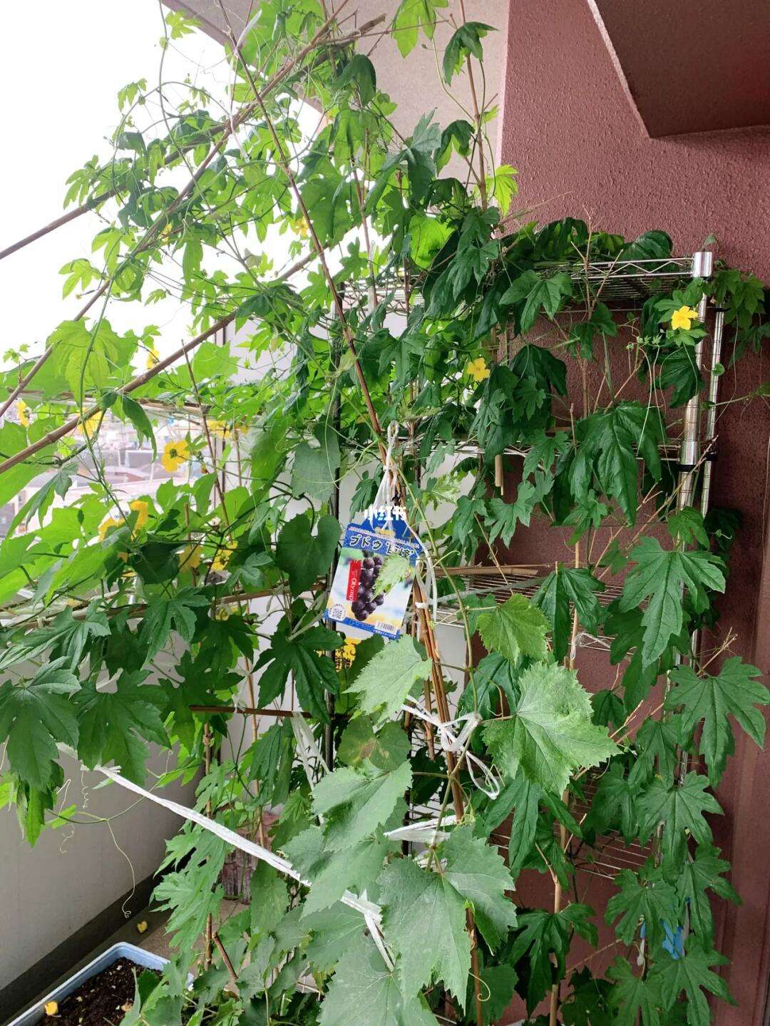 阳台可以种苦瓜吗(阳台可以种苦瓜吗冬天)