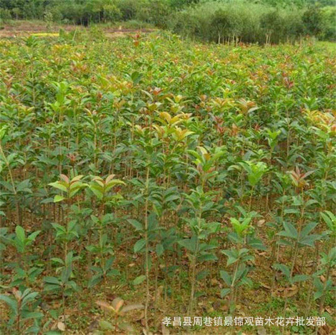 绿化的树苗(绿化的树苗有没有合格证的)