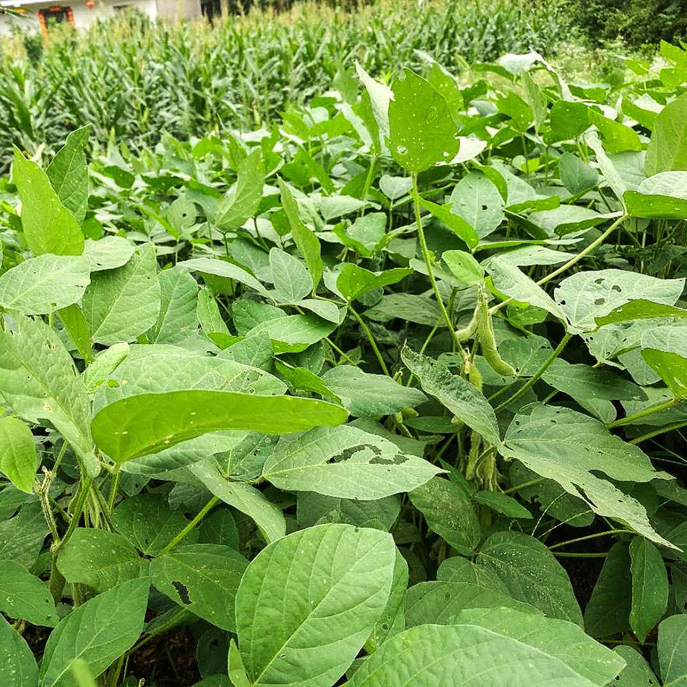 种植黄豆(种植黄豆需要什么肥料)