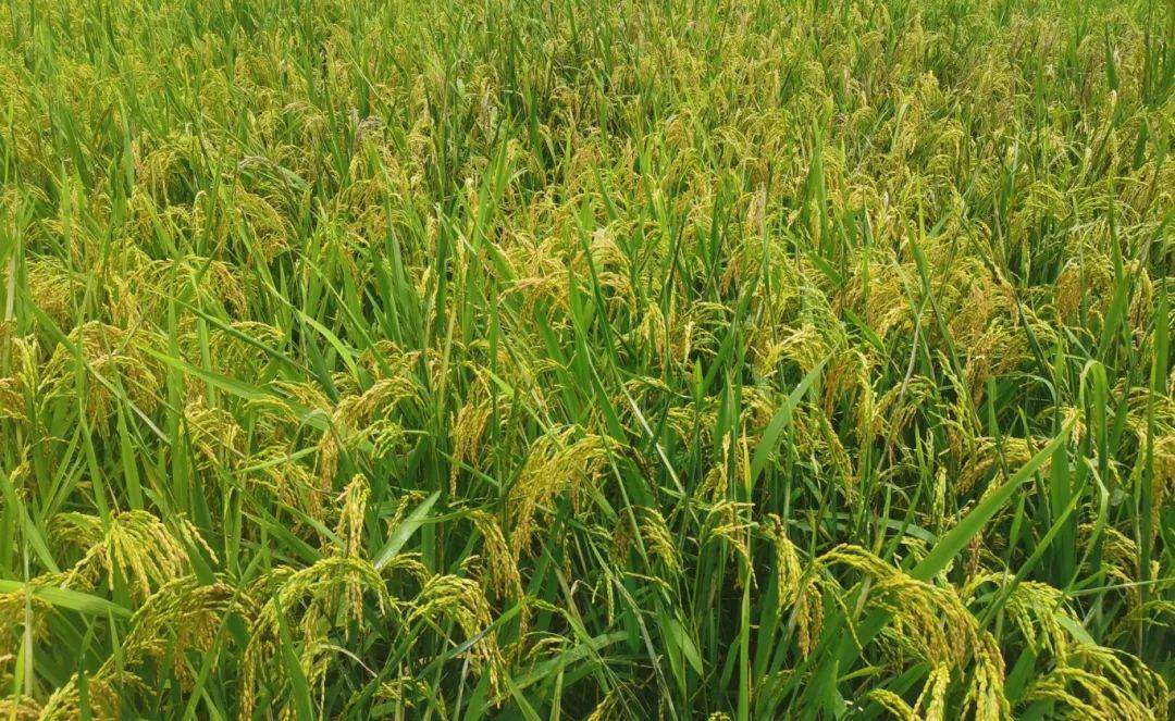 冬季稻田种植什么(冬季稻田种植什么好)