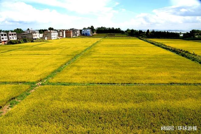 冬季稻田种植什么(冬季稻田种植什么好)