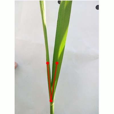 水稻考种的具体方法(水稻室内考种的基本方法)