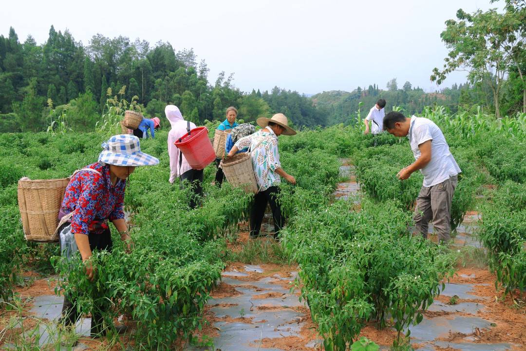 四川辣椒种植时间(四川辣椒什么时候育苗)