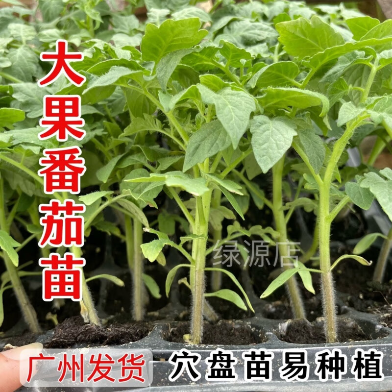 怎样种西红柿秧苗(怎样种西红柿秧苗最好)