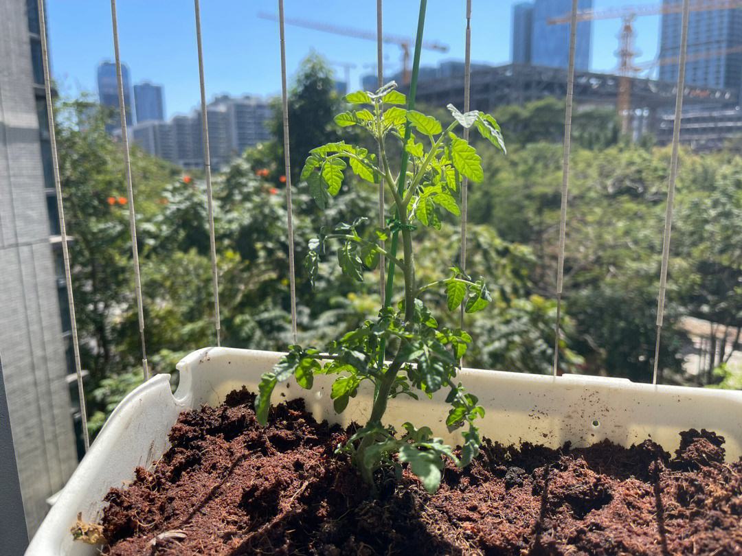 怎样种西红柿秧苗(怎样种西红柿秧苗最好)