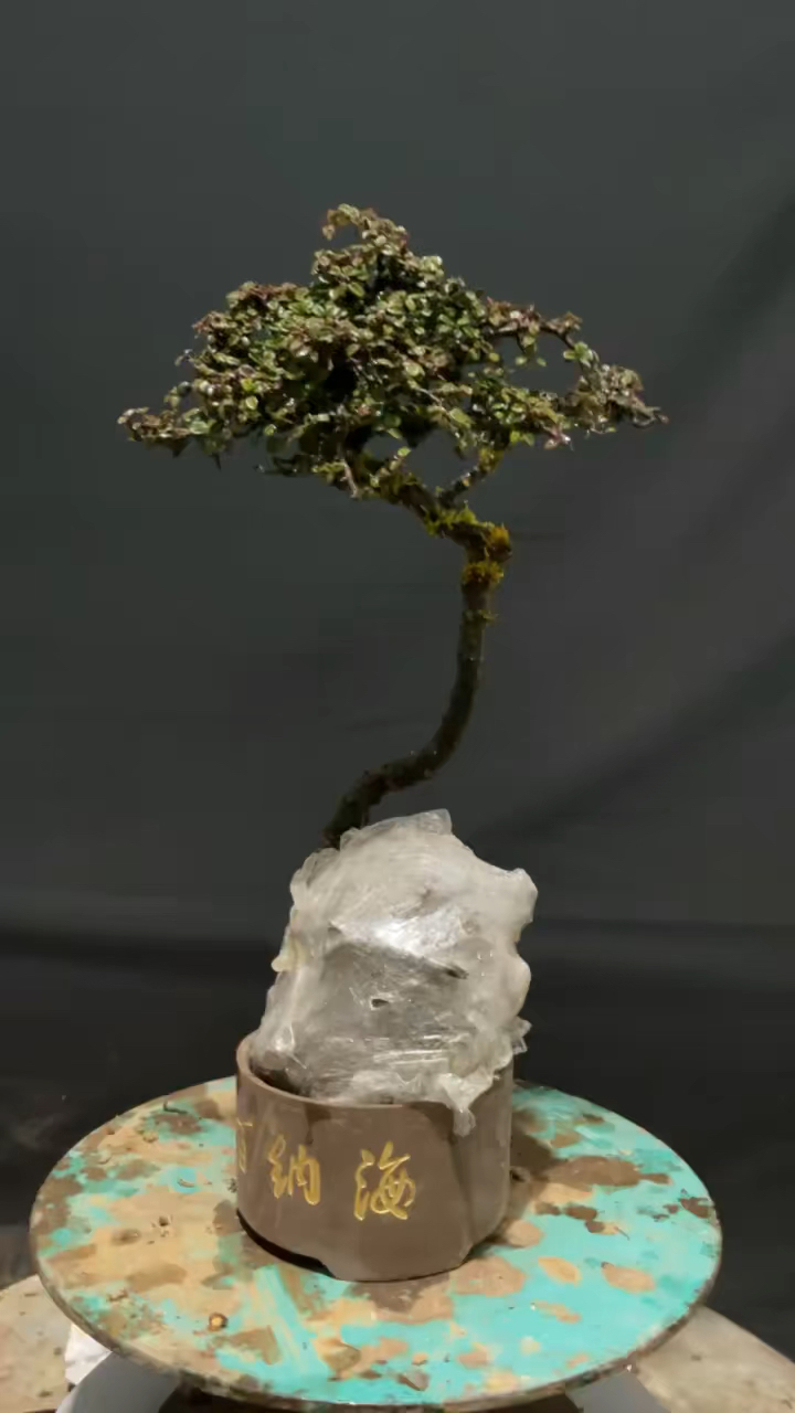 白花荀子盆景的养殖方法(白花荀子盆景的养殖方法和注意事项)