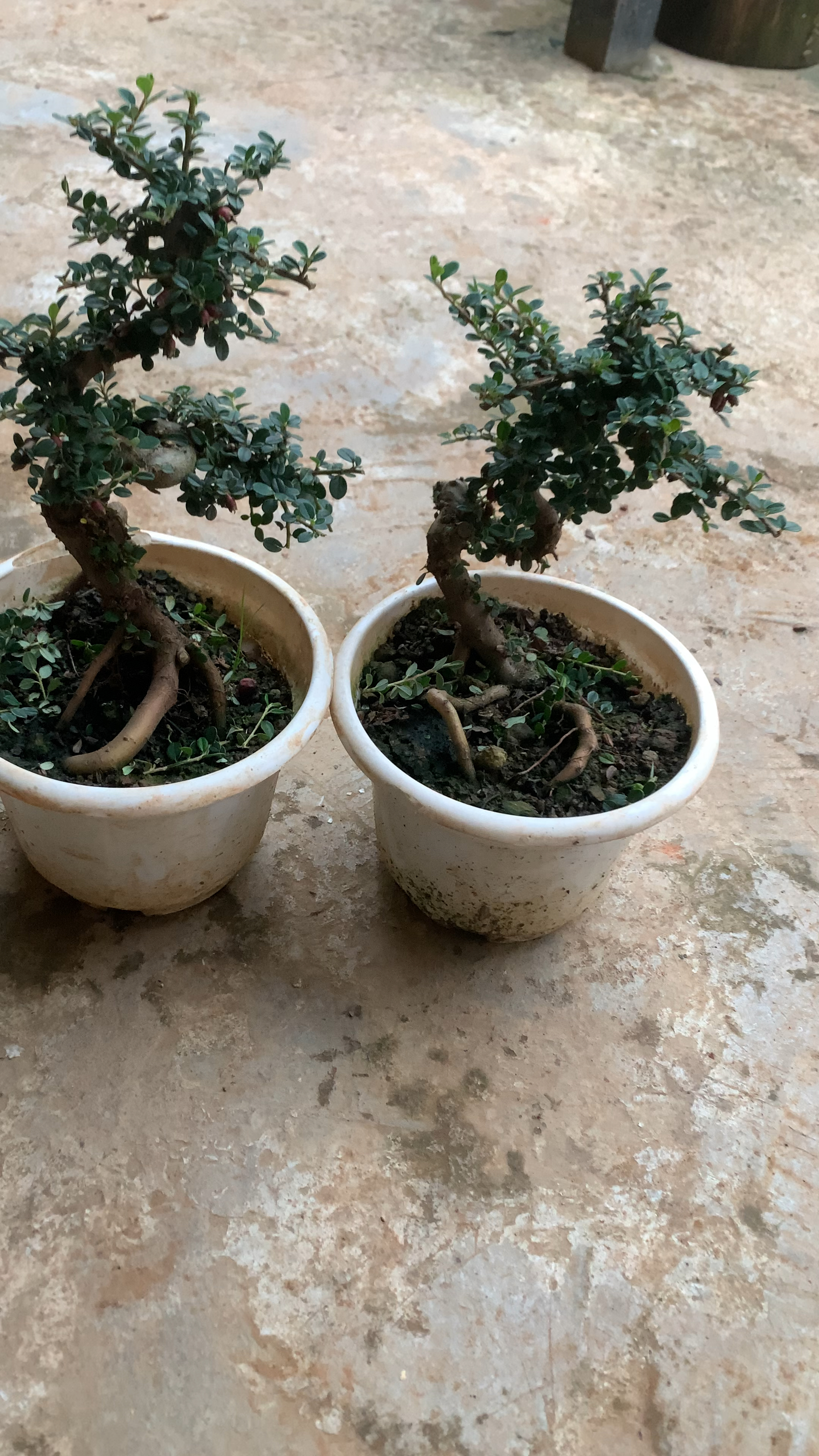 白花荀子盆景的养殖方法(白花荀子盆景的养殖方法和注意事项)