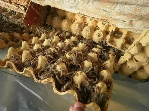 蝎子的养殖方法(蝎子的养殖方法技术)