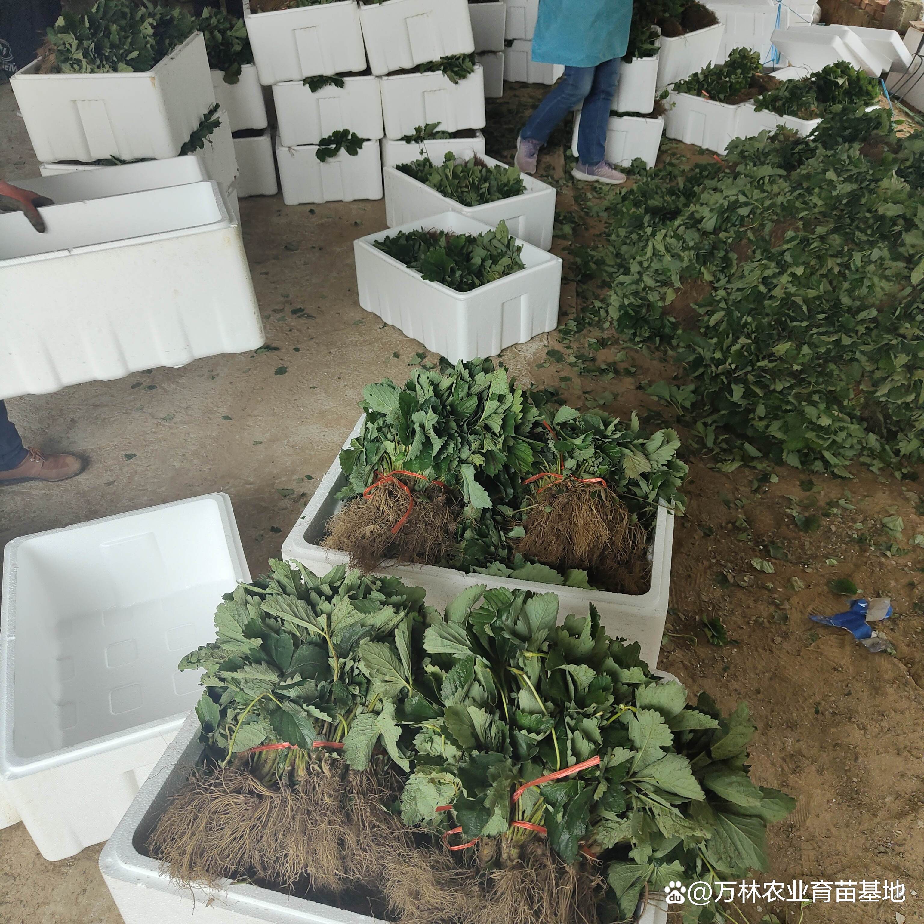 草莓苗怎么种植(草莓苗怎么种植和浇水施什么肥)