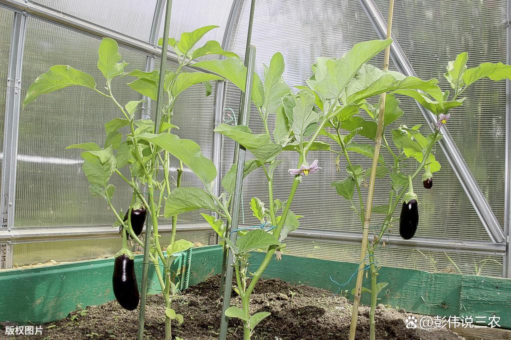 茄子怎么种植高产(茄子怎么种植高产还不得病)