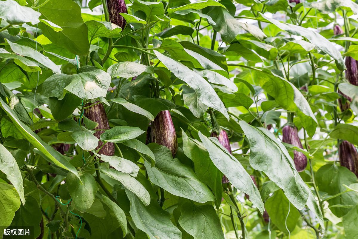 茄子怎么种植高产(茄子怎么种植高产还不得病)