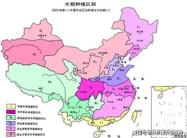 杂交水稻播种面积(杂交水稻种植面积占比)