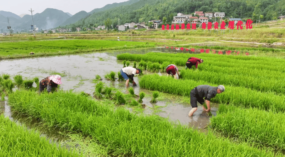 致富经水稻种植(致富经巨型稻种植技术)