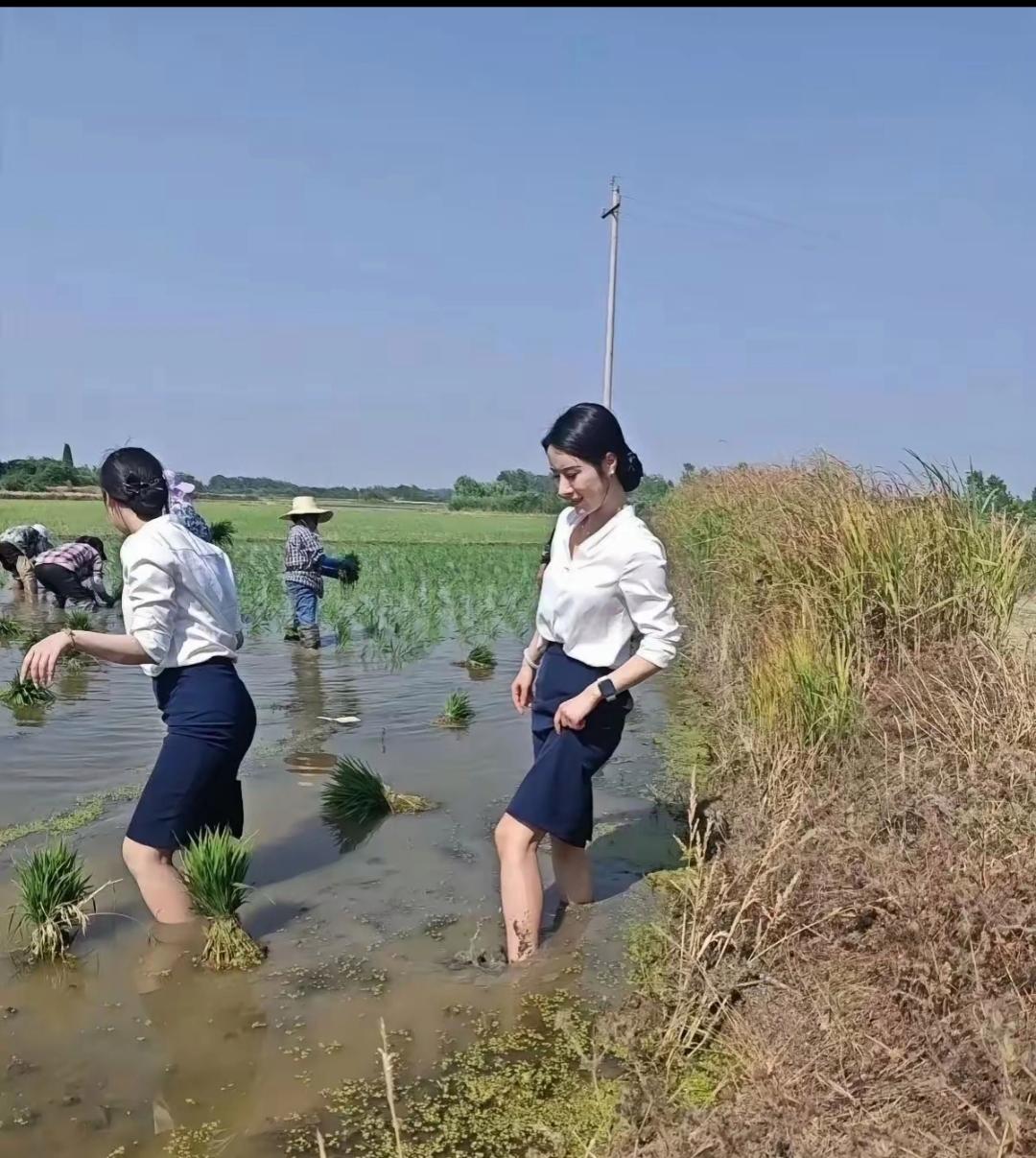 汗稻子种植过程(汗稻种多少钱一斤)