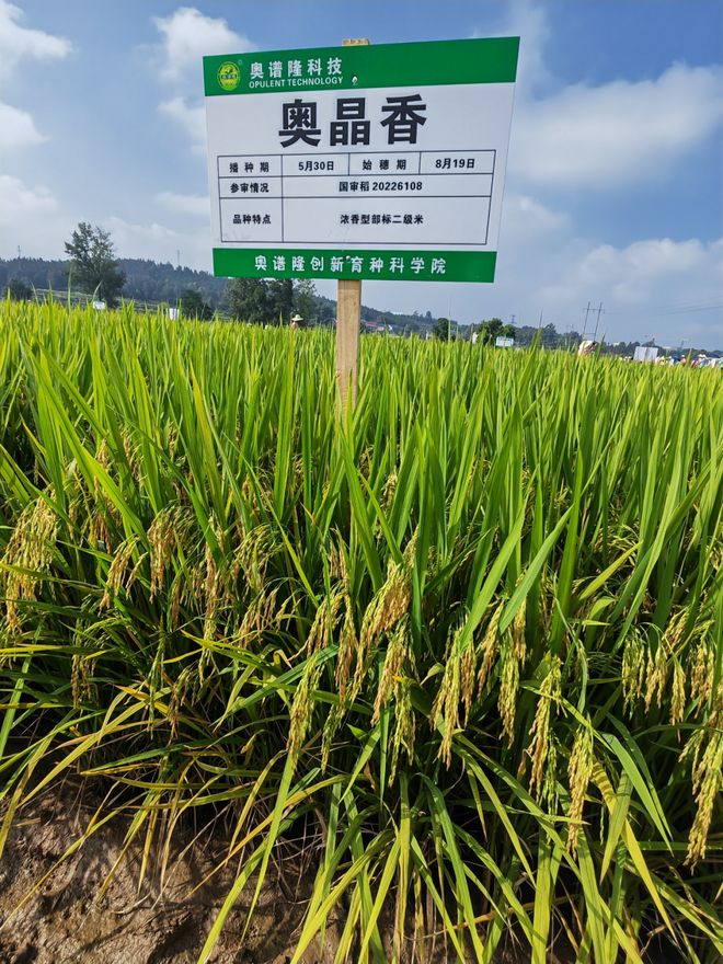 湖南水稻品种(湘早灿13号水稻品种介绍最新)