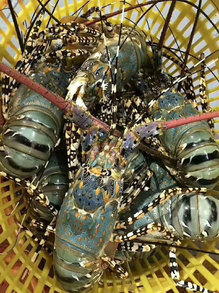 澳洲大龙虾养殖技术视频(澳洲龙虾养殖技术视频教程)