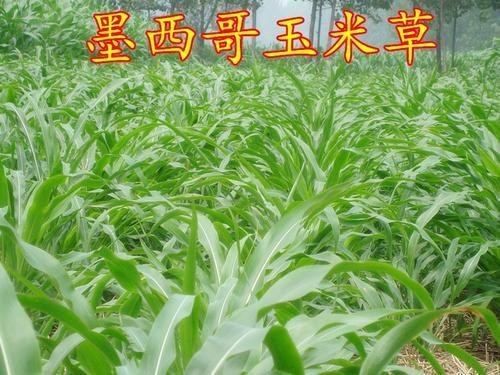 进口墨西哥玉米草怎么种(墨西哥玉米草种子哪里有卖)