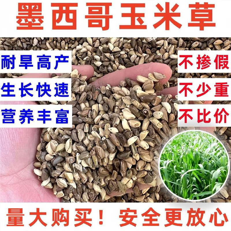 进口墨西哥玉米草怎么种(墨西哥玉米草种子哪里有卖)
