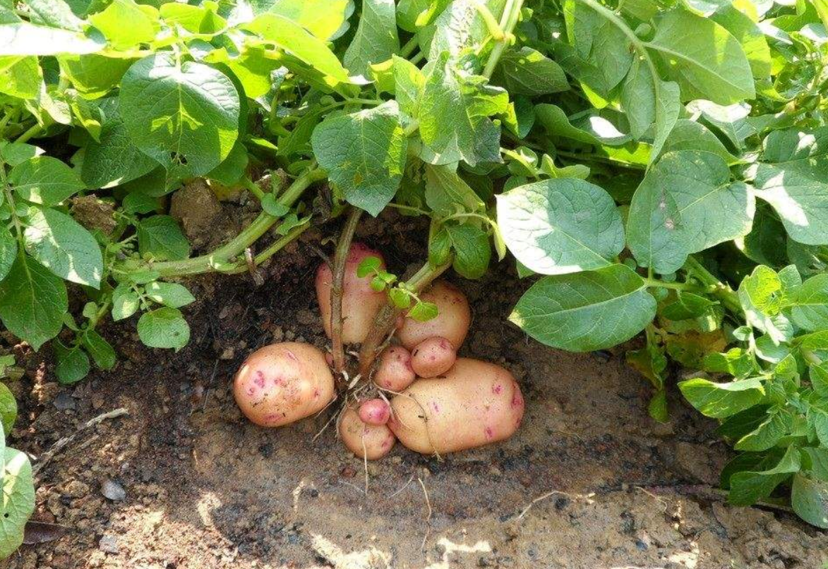 最新地膜土豆种植技术(最新地膜土豆种植技术与管理)