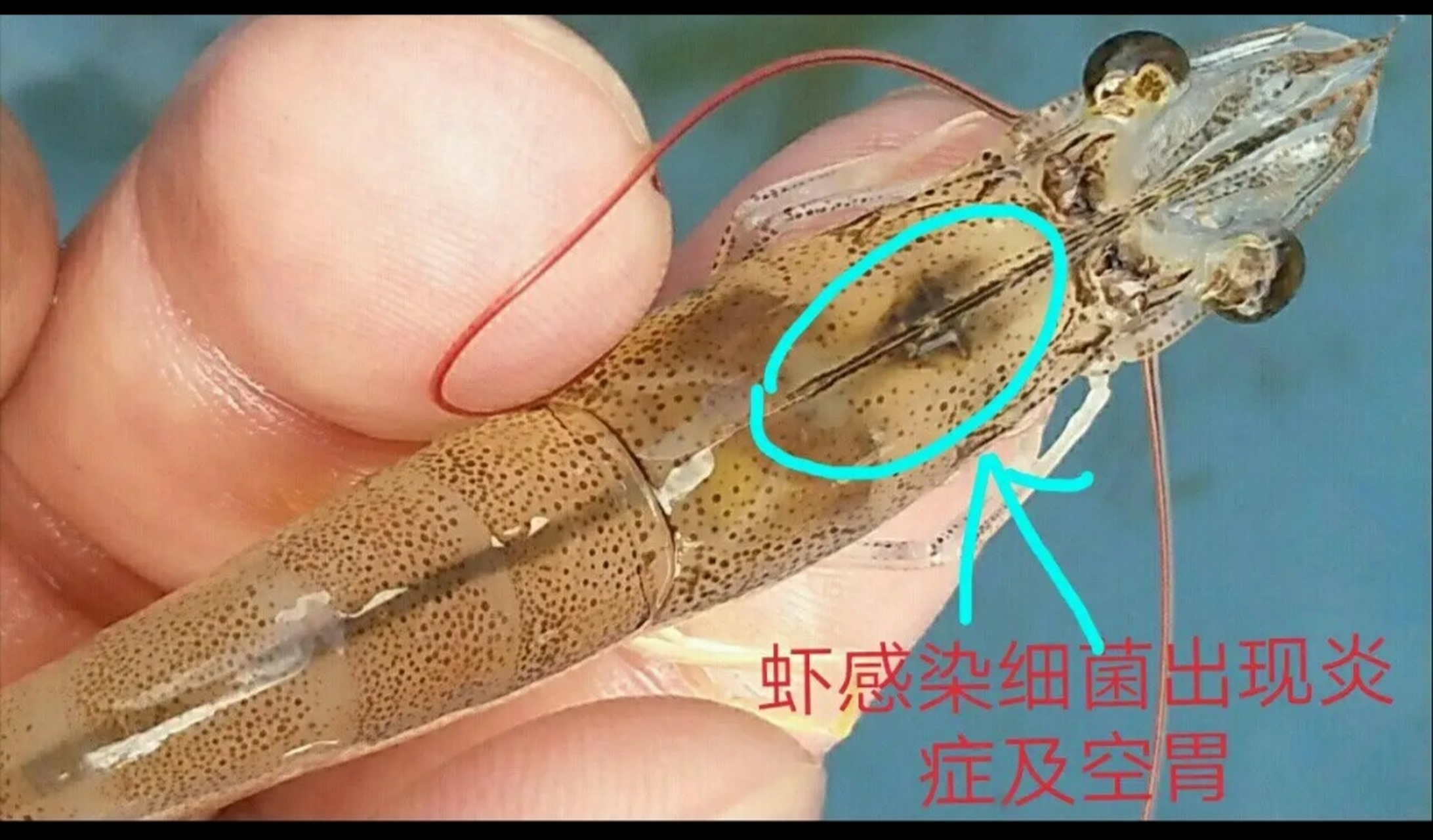 水产养殖网南美白价格(水产养殖南美白对虾技术)