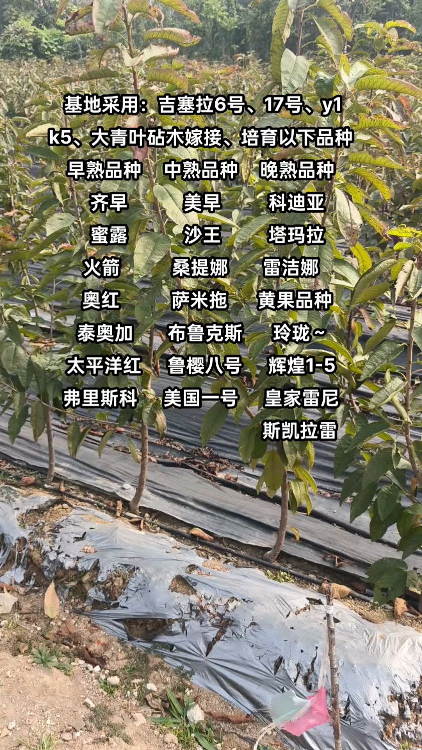 树苗种类(树苗种类与价格)