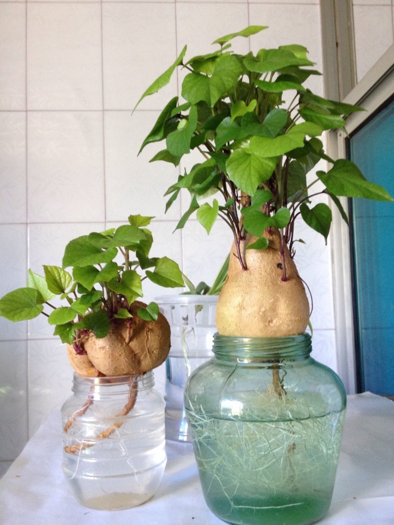 花盆种土豆(花盆种土豆需要多大的盆)