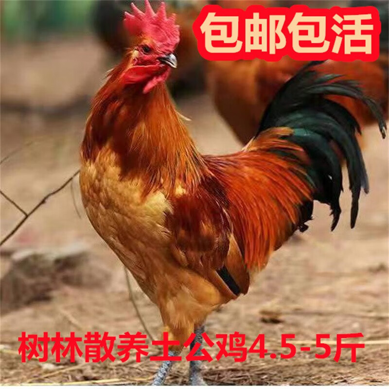 肉鸡饲养,养土鸡养,,1.24,2,高,培育词的简单介绍