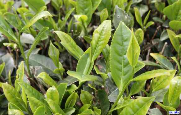 茶叶套种玉米(茶叶套种什么果树好)