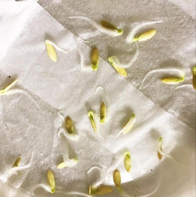 怎样种黄瓜(怎样种黄瓜高产)