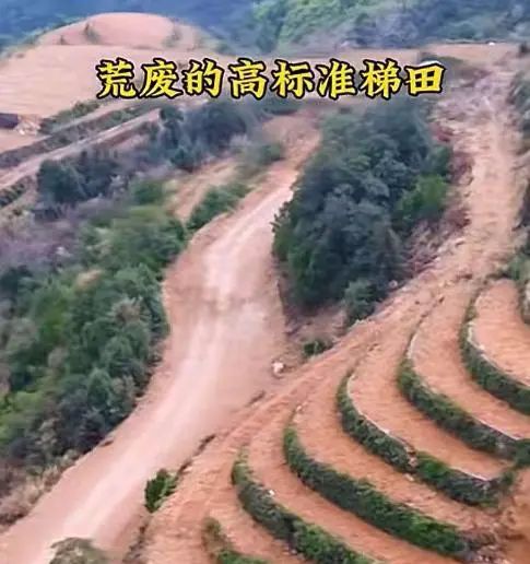种水稻能赚钱吗(种水稻赚钱吗现在)
